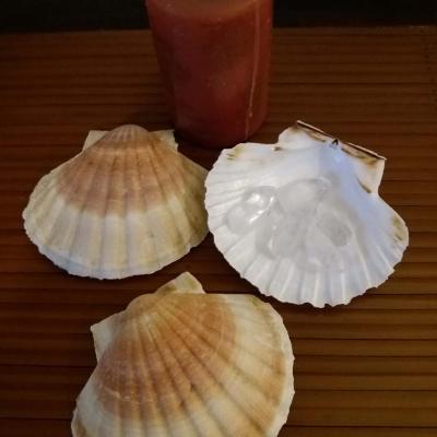 Coquille saint jacques purification