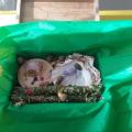 BOX purification